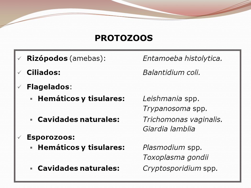 PROTOZOOS Rizópodos (amebas): Entamoeba histolytica.