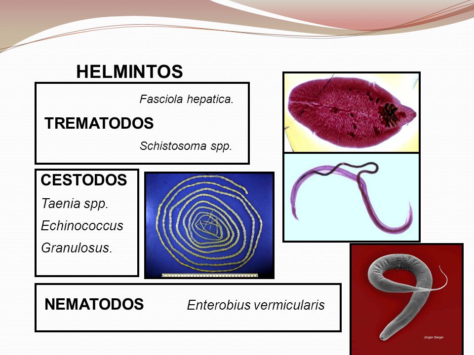 HELMINTOS TREMATODOS CESTODOS NEMATODOS Enterobius vermicularis