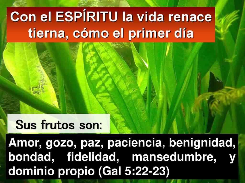 Con el ESPÍRITU la vida renace tierna, cómo el primer día