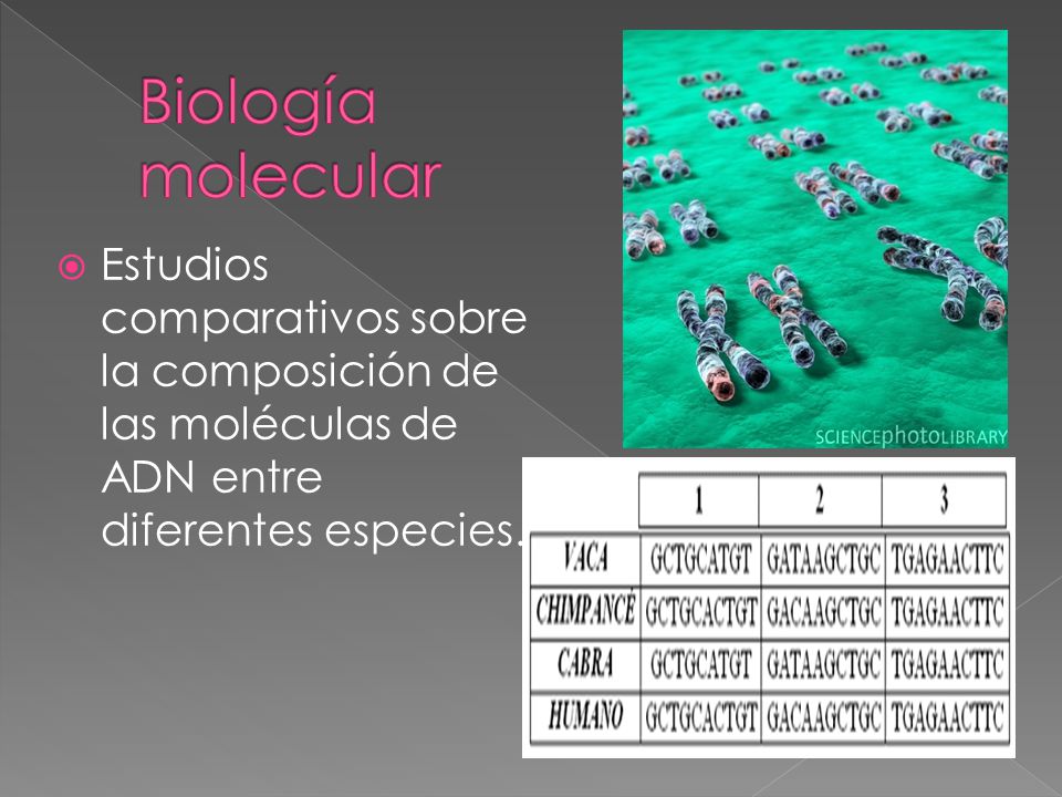 Biología molecular Estudios comparativos sobre la composición de las moléculas de ADN entre diferentes especies.