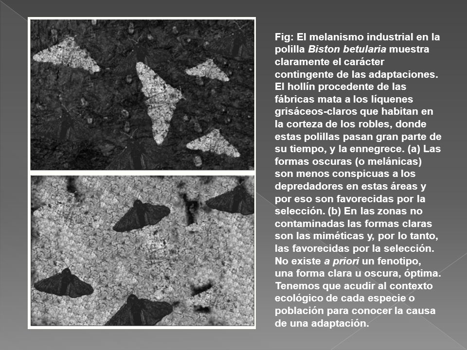 Fig: El melanismo industrial en la polilla Biston betularia muestra claramente el carácter contingente de las adaptaciones.