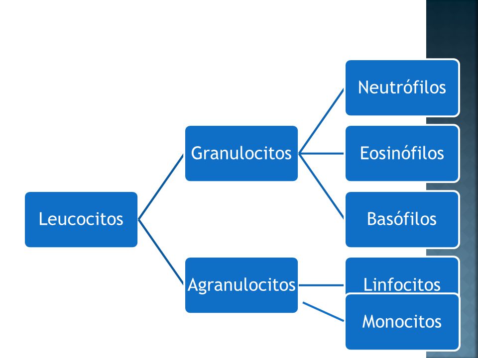 Leucocitos Granulocitos Neutrófilos Eosinófilos Basófilos Agranulocitos Linfocitos Monocitos