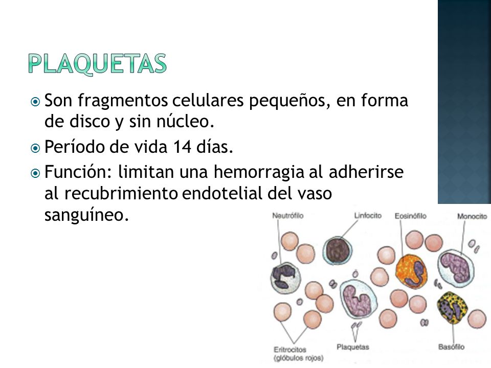 plaquetas Son fragmentos celulares pequeños, en forma de disco y sin núcleo. Período de vida 14 días.