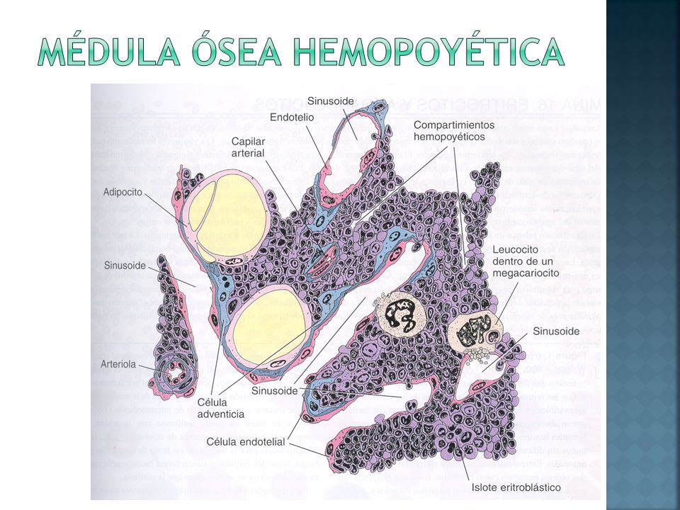 Médula ósea hemopoyética