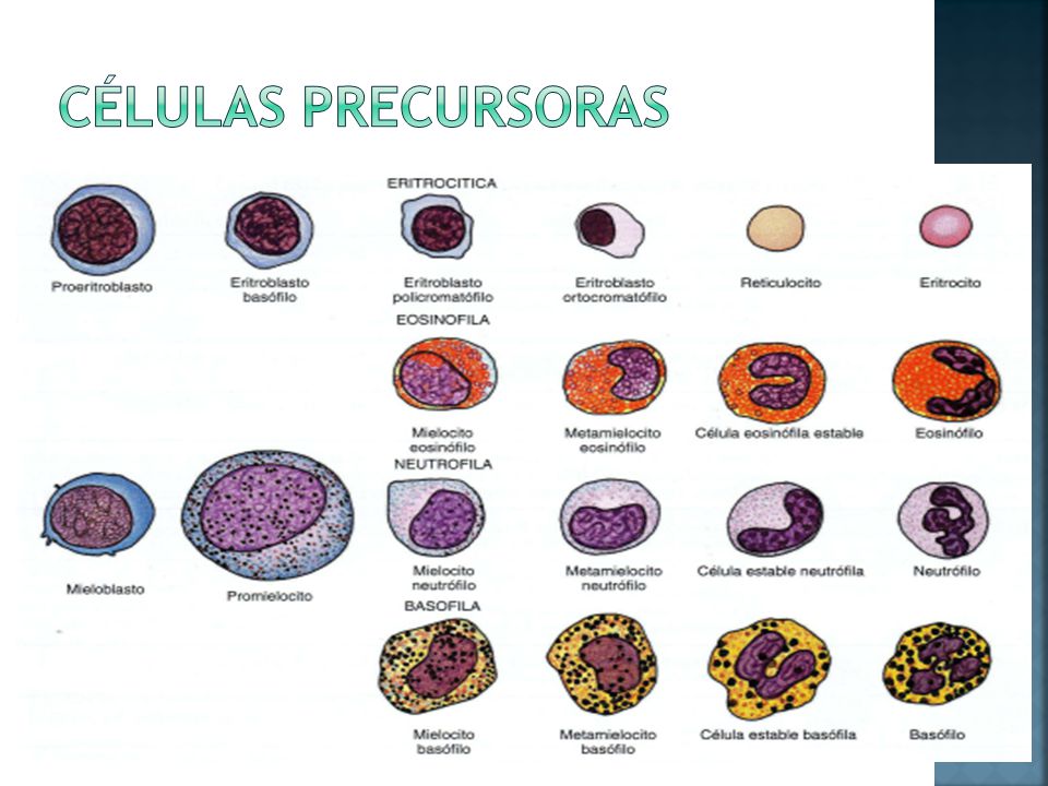 Células precursoras