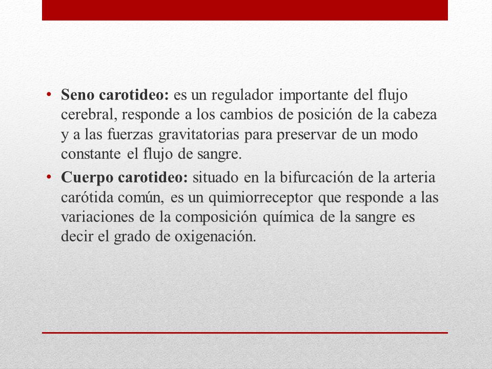 Seno carotideo: es un regulador importante del flujo cerebral, responde a los cambios de posición de la cabeza y a las fuerzas gravitatorias para preservar de un modo constante el flujo de sangre.