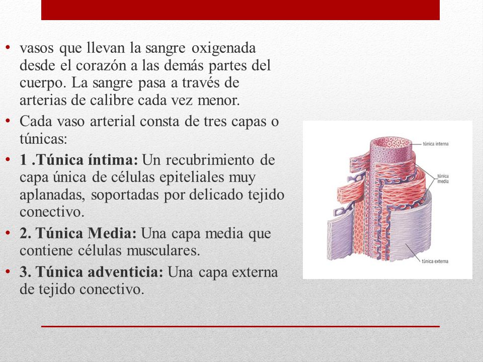 vasos que llevan la sangre oxigenada desde el corazón a las demás partes del cuerpo. La sangre pasa a través de arterias de calibre cada vez menor.
