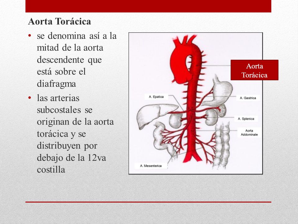 Aorta Torácica se denomina así a la mitad de la aorta descendente que está sobre el diafragma.