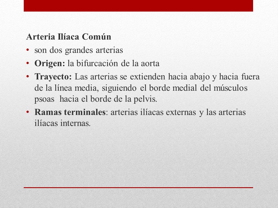 Arteria Ilíaca Común son dos grandes arterias. Origen: la bifurcación de la aorta.