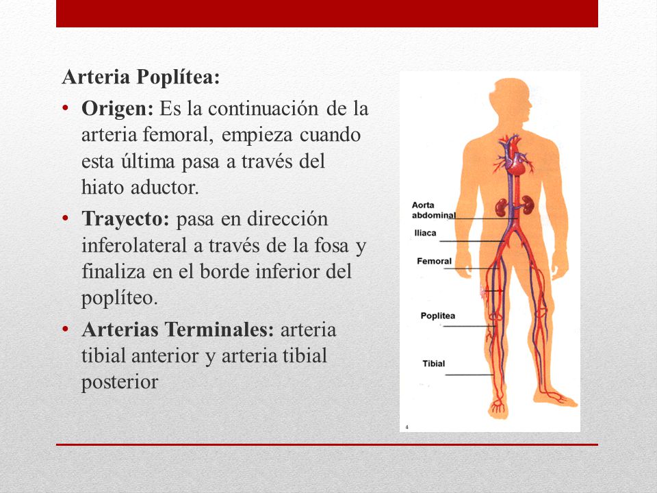 Arteria Poplítea: Origen: Es la continuación de la arteria femoral, empieza cuando esta última pasa a través del hiato aductor.