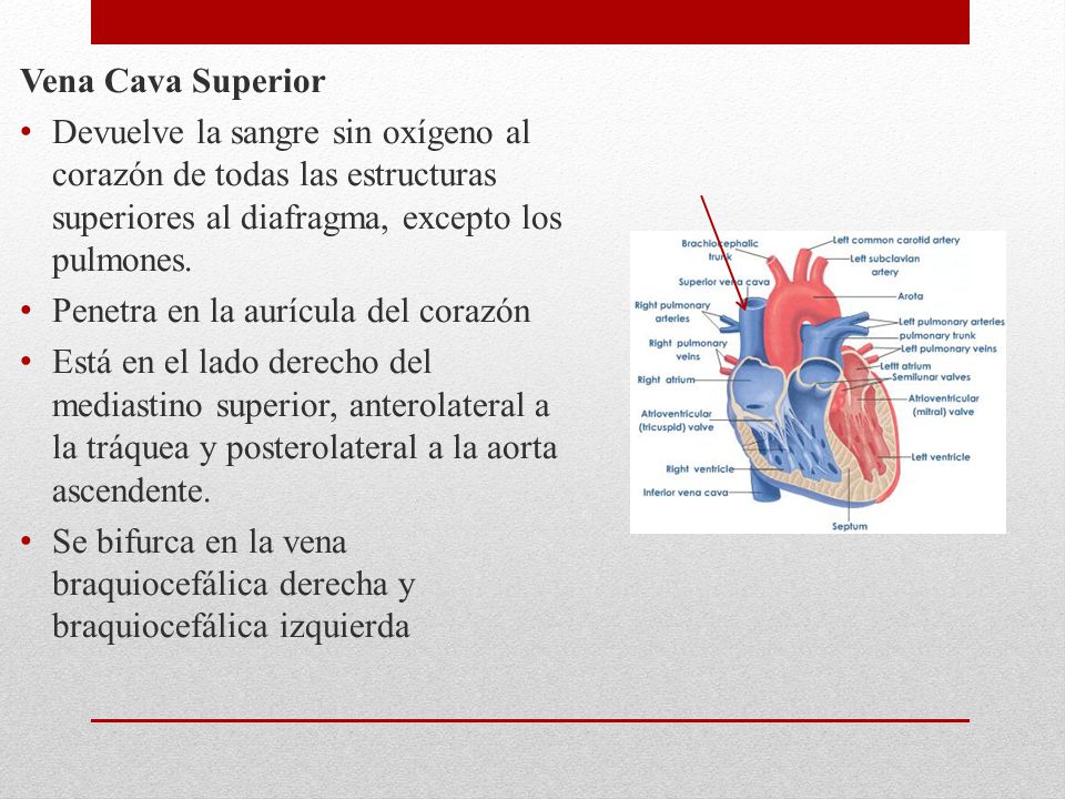 Vena Cava Superior Devuelve la sangre sin oxígeno al corazón de todas las estructuras superiores al diafragma, excepto los pulmones.