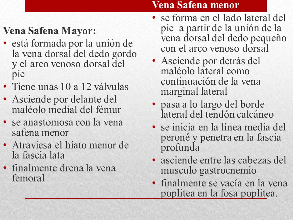 Vena Safena Mayor: está formada por la unión de la vena dorsal del dedo gordo y el arco venoso dorsal del pie.