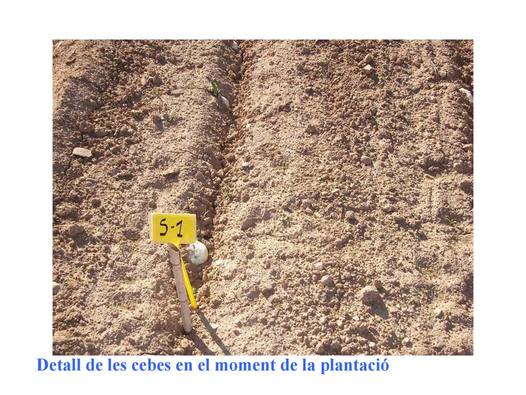Detall de les cebes en el moment de la plantació