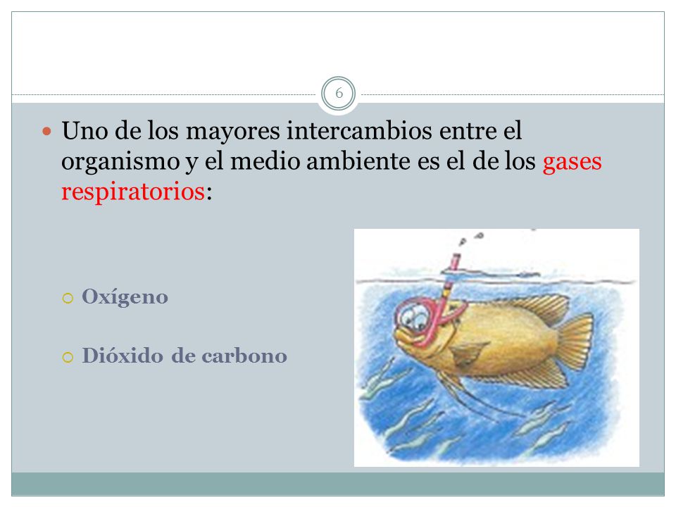 Uno de los mayores intercambios entre el organismo y el medio ambiente es el de los gases respiratorios: