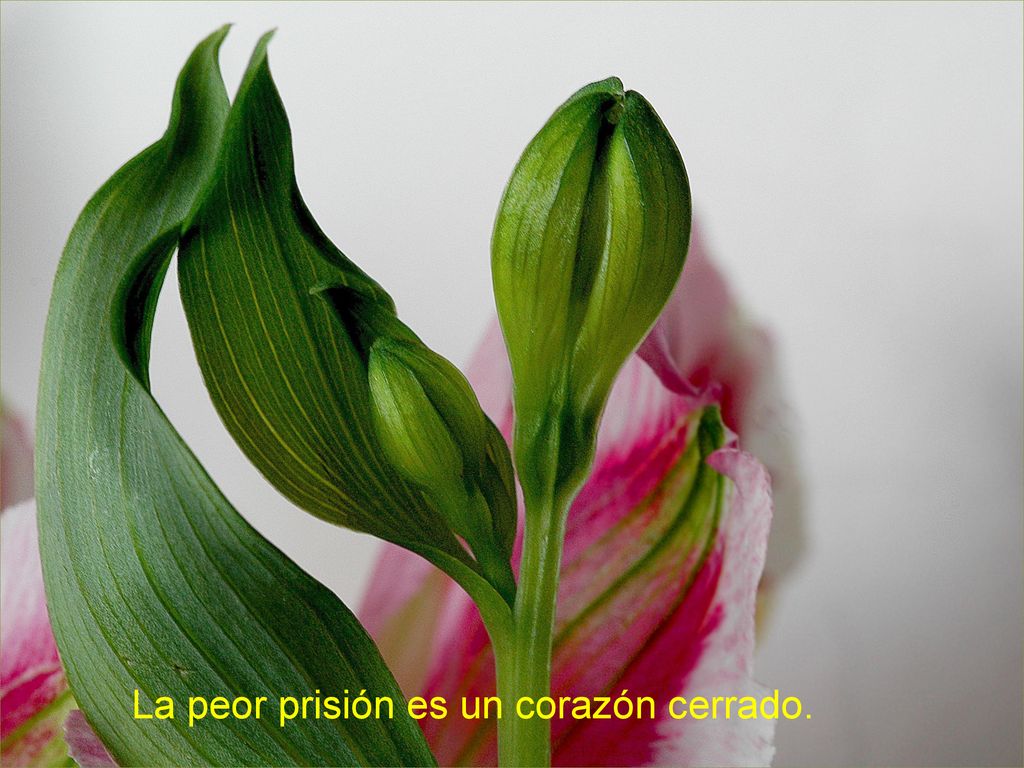 La peor prisión es un corazón cerrado.