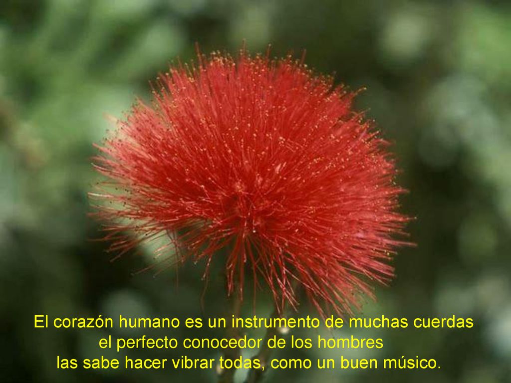 El corazón humano es un instrumento de muchas cuerdas