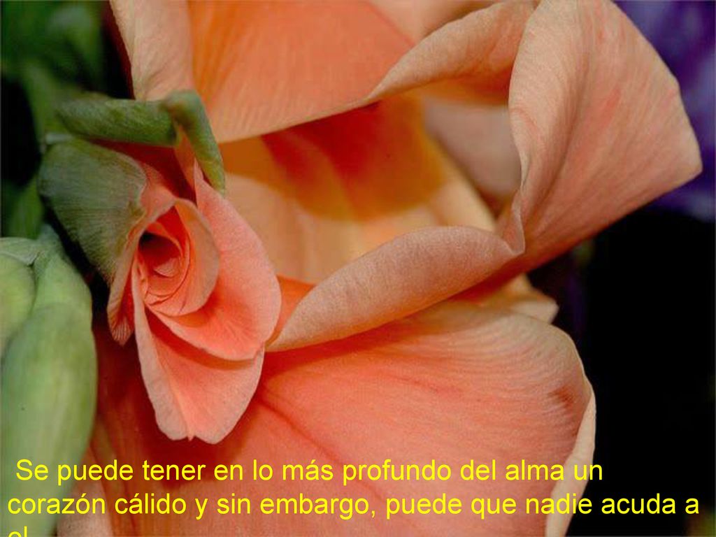 Se puede tener en lo más profundo del alma un corazón cálido y sin embargo, puede que nadie acuda a el.