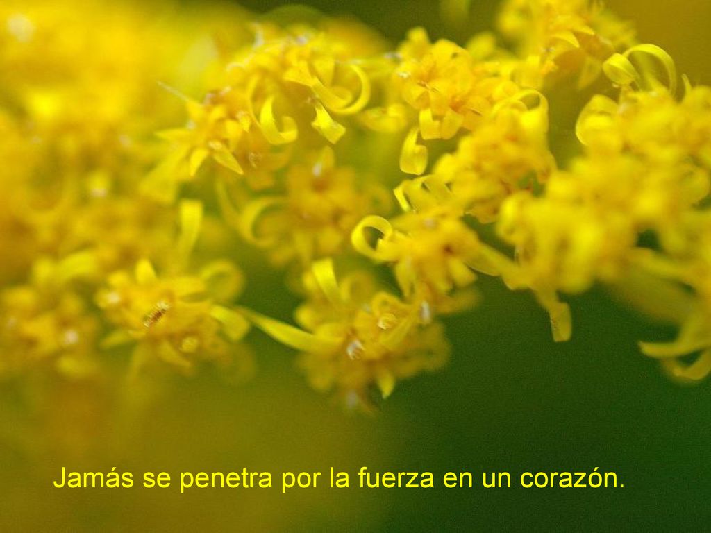 Jamás se penetra por la fuerza en un corazón.