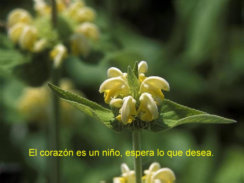 El corazón es un niño, espera lo que desea.