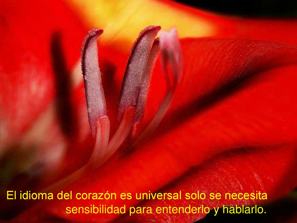 El idioma del corazón es universal solo se necesita