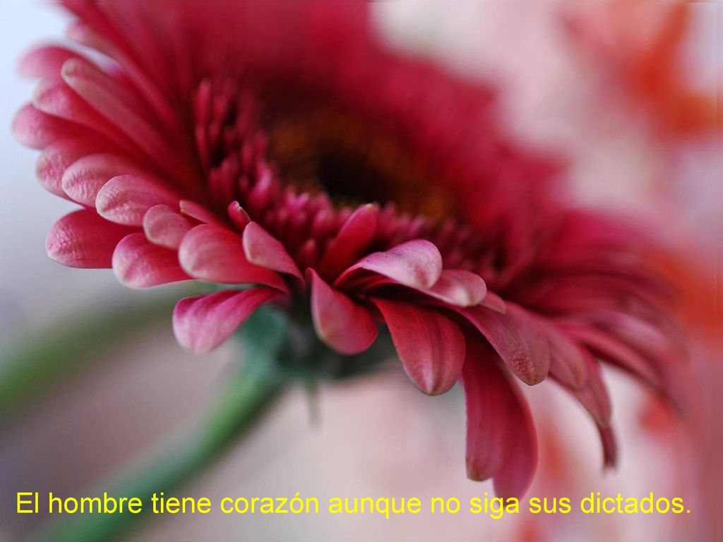 El hombre tiene corazón aunque no siga sus dictados.