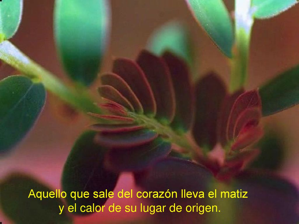Aquello que sale del corazón lleva el matiz