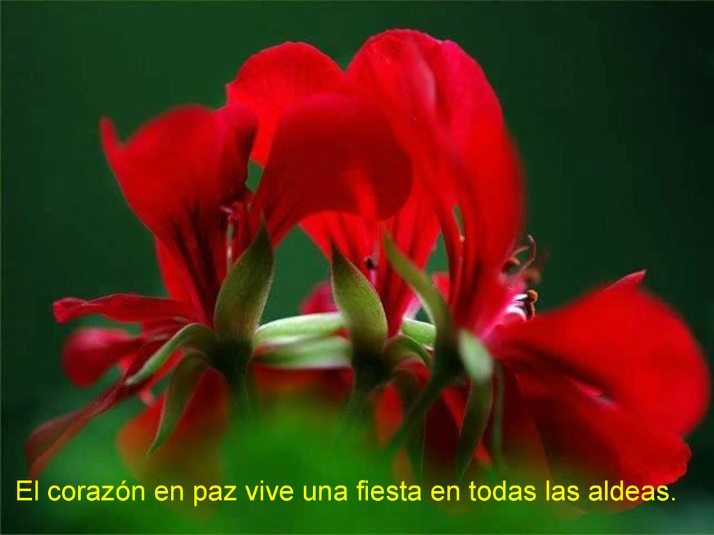 El corazón en paz vive una fiesta en todas las aldeas.