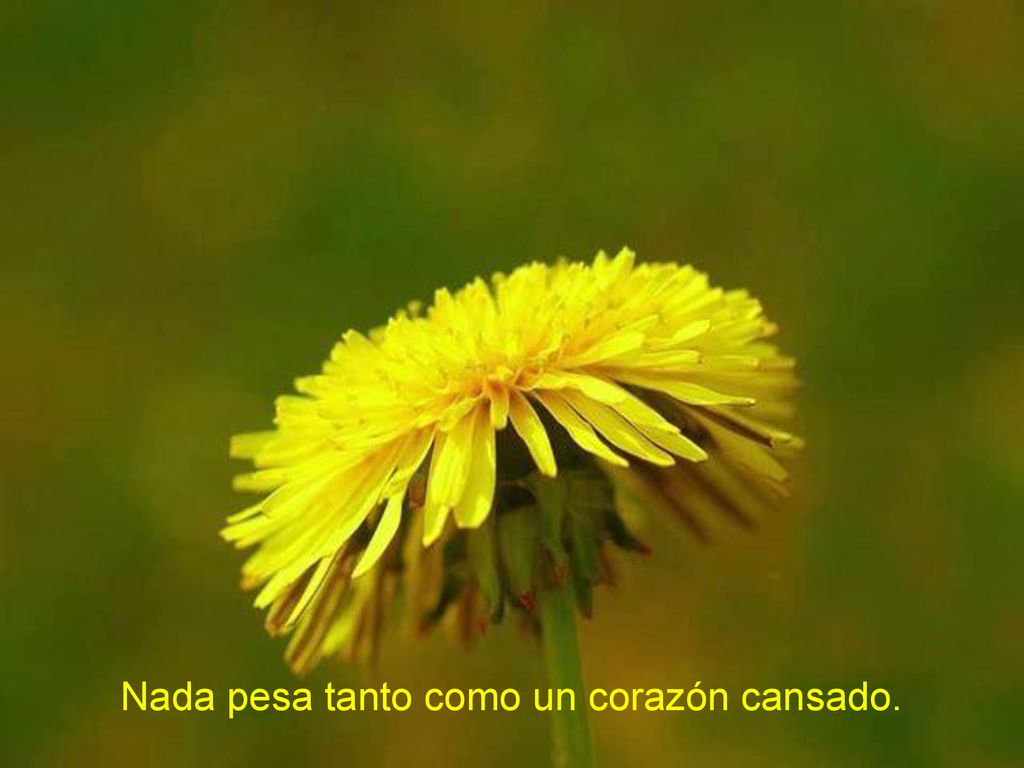 Nada pesa tanto como un corazón cansado.