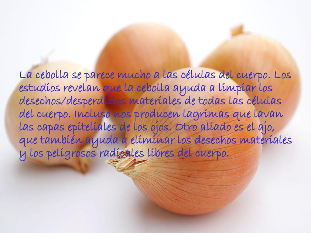 La cebolla se parece mucho a las células del cuerpo