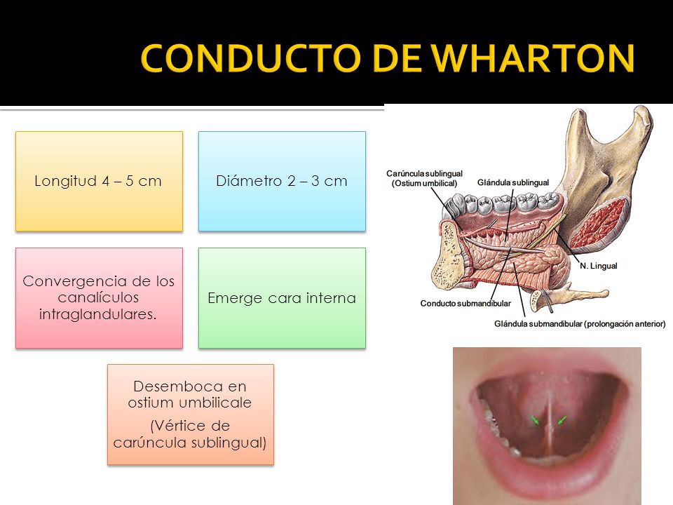 CONDUCTO DE WHARTON Longitud 4 – 5 cm Diámetro 2 – 3 cm