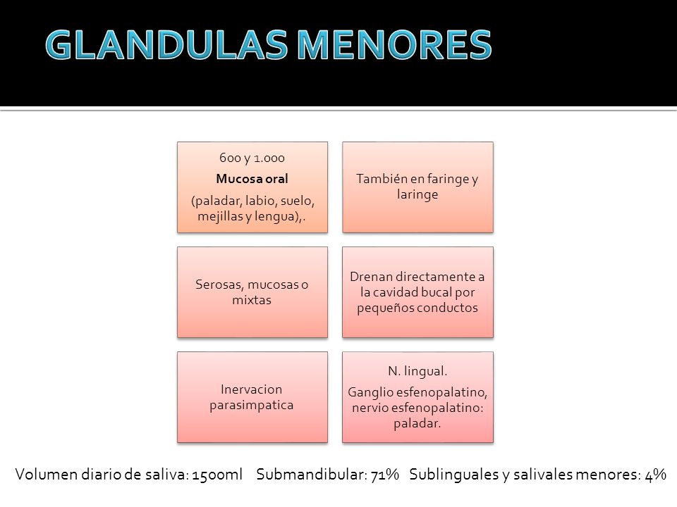 GLANDULAS MENORES 600 y Mucosa oral. (paladar, labio, suelo, mejillas y lengua),. También en faringe y laringe.