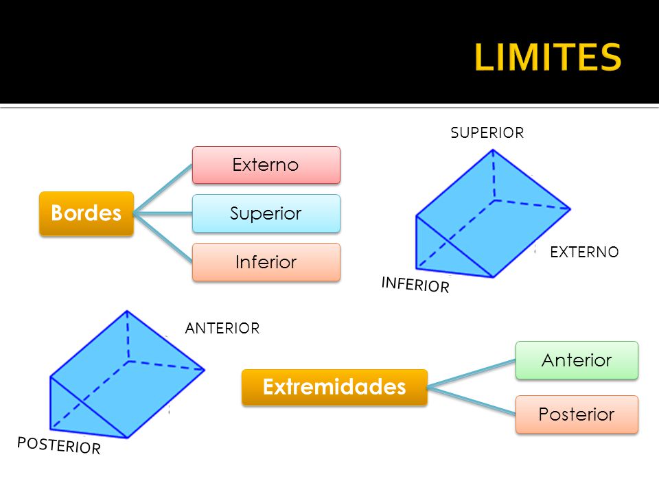 LIMITES Bordes Extremidades Externo Superior Inferior Anterior