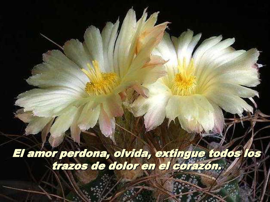 2 El amor perdona, olvida, extingue todos los trazos de dolor en el corazón.