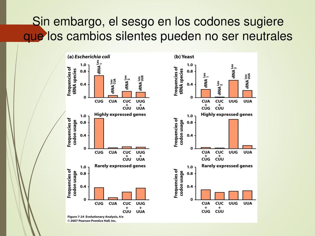 Sin embargo, el sesgo en los codones sugiere que los cambios silentes pueden no ser neutrales