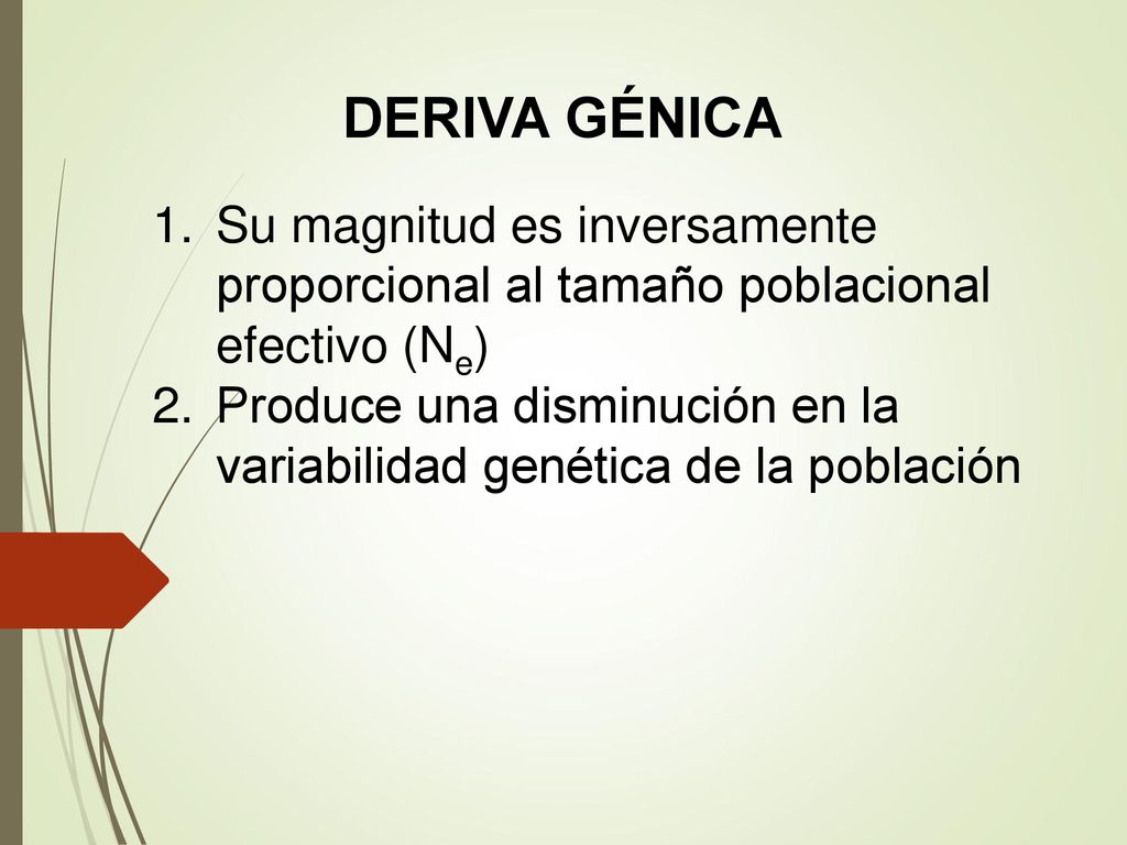 DERIVA GÉNICA Su magnitud es inversamente proporcional al tamaño poblacional efectivo (Ne)