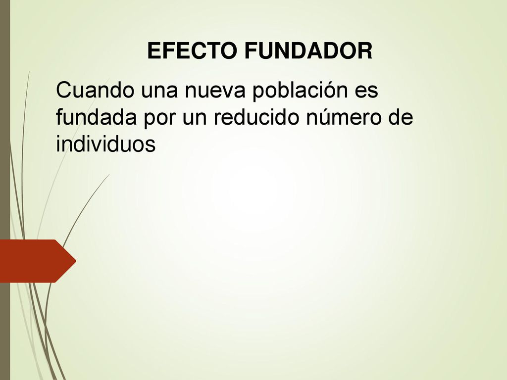 EFECTO FUNDADOR Cuando una nueva población es fundada por un reducido número de individuos