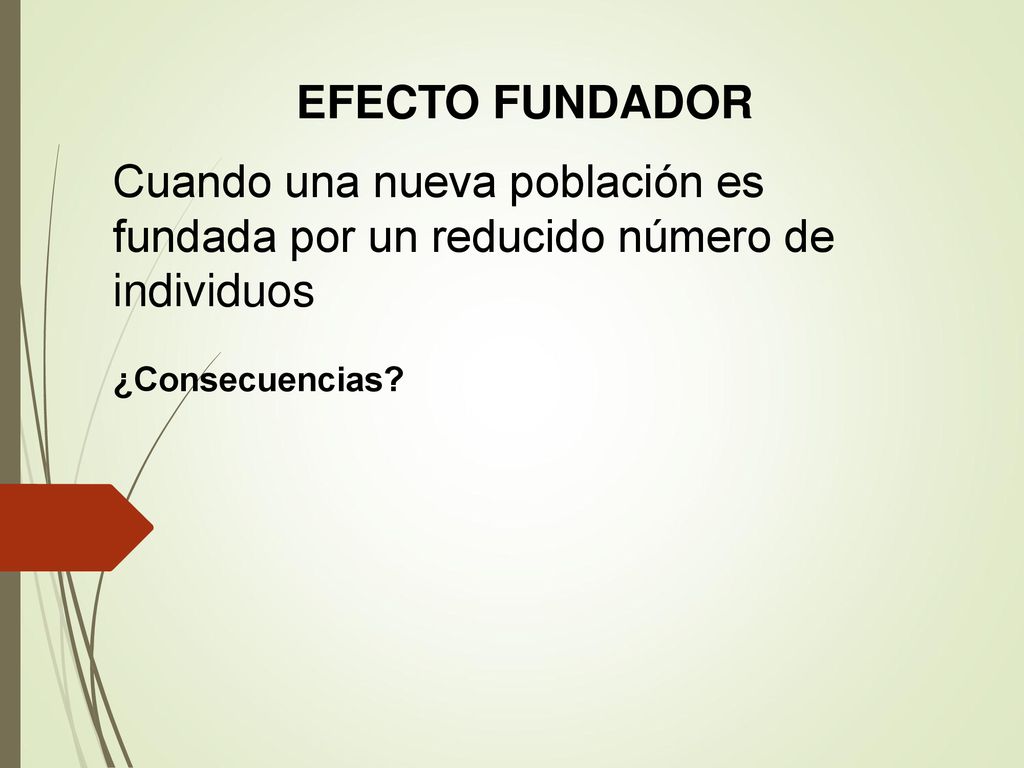 EFECTO FUNDADOR Cuando una nueva población es fundada por un reducido número de individuos.