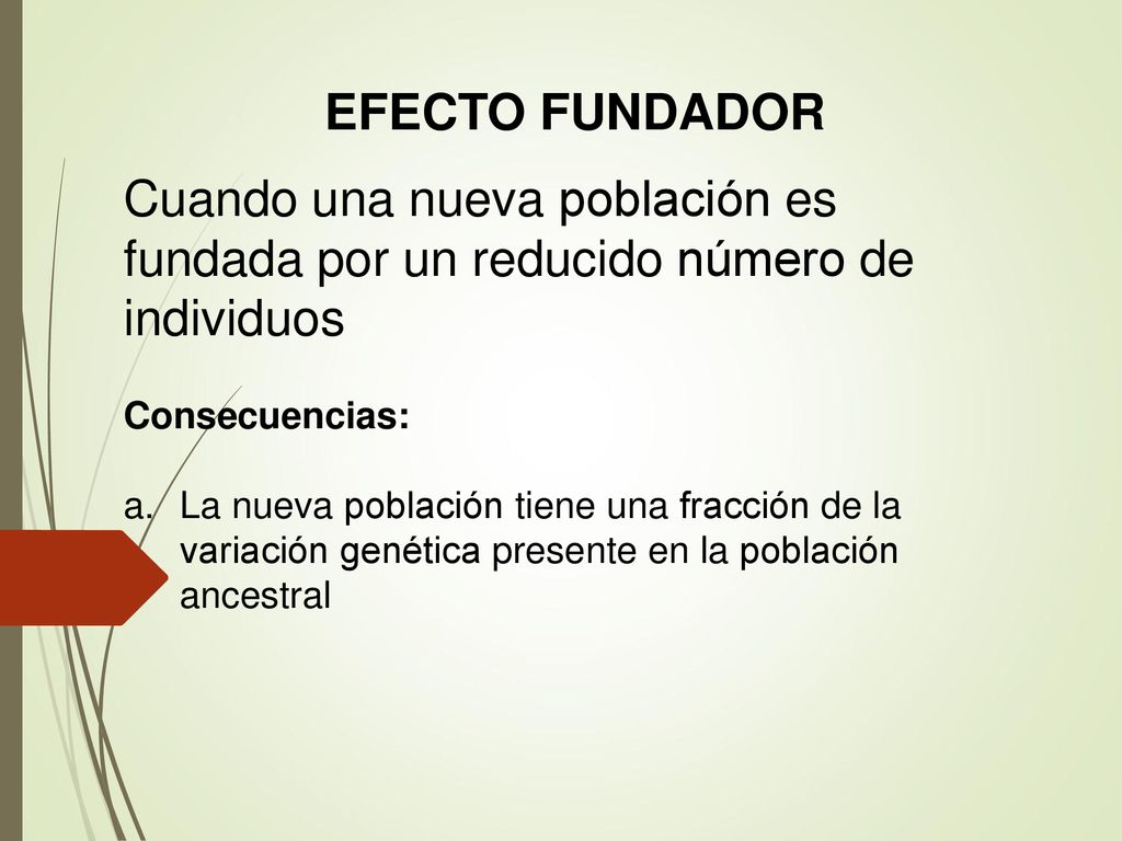 EFECTO FUNDADOR Cuando una nueva población es fundada por un reducido número de individuos. Consecuencias:
