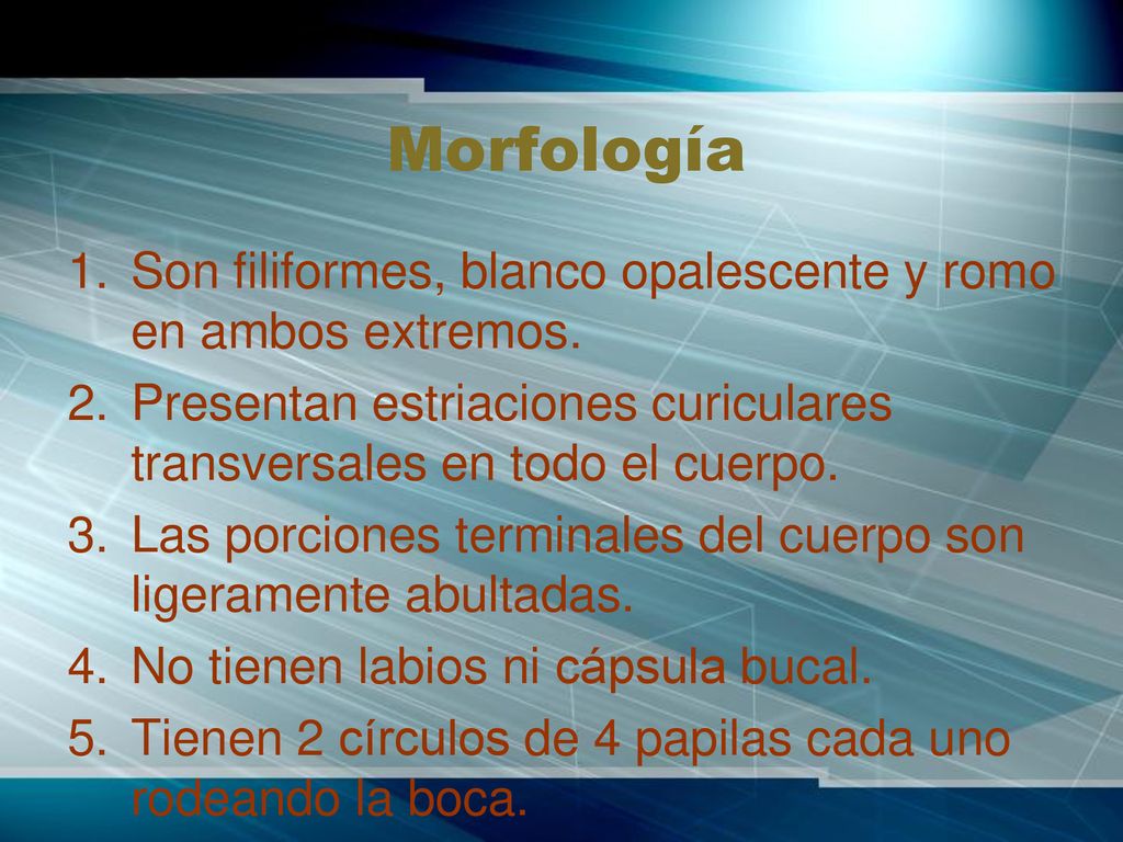 Morfología Son filiformes, blanco opalescente y romo en ambos extremos. Presentan estriaciones curiculares transversales en todo el cuerpo.