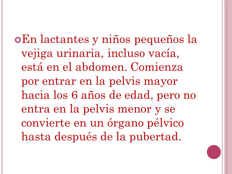 En lactantes y niños pequeños la vejiga urinaria, incluso vacía, está en el abdomen.