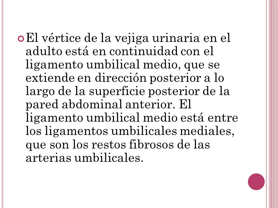 El vértice de la vejiga urinaria en el adulto está en continuidad con el ligamento umbilical medio, que se extiende en dirección posterior a lo largo de la superficie posterior de la pared abdominal anterior.