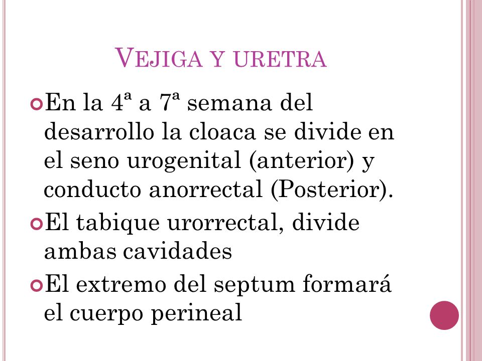 Vejiga y uretra En la 4ª a 7ª semana del desarrollo la cloaca se divide en el seno urogenital (anterior) y conducto anorrectal (Posterior).