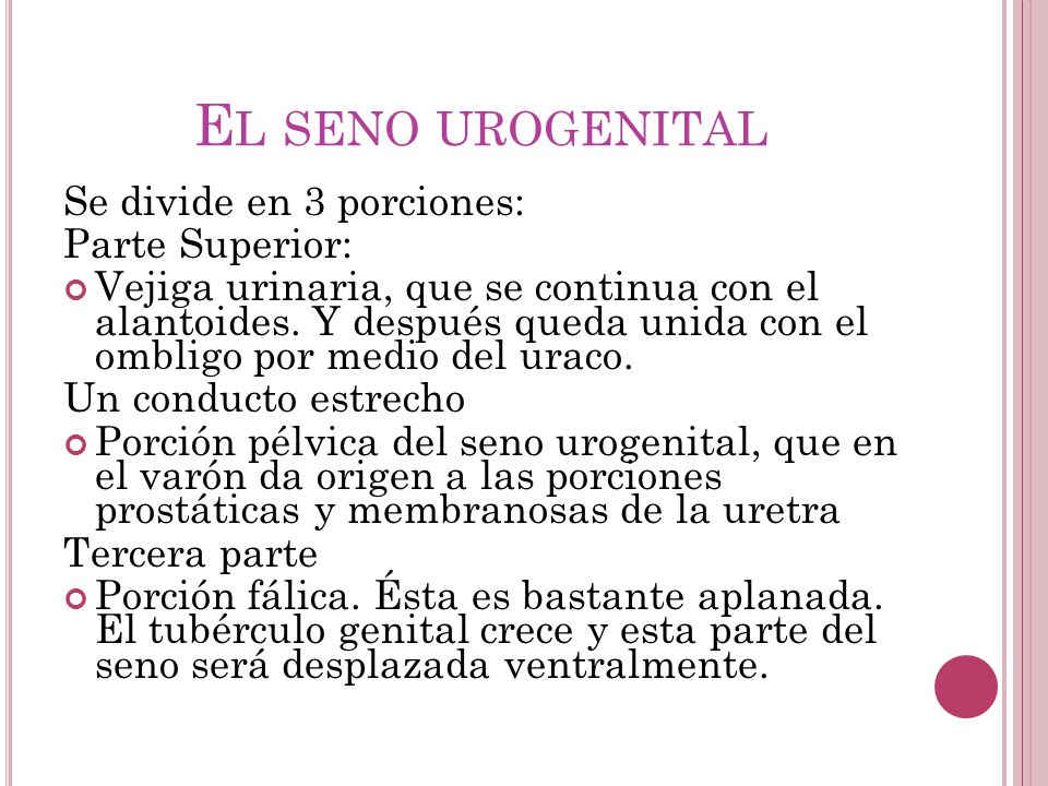 El seno urogenital Se divide en 3 porciones: Parte Superior: