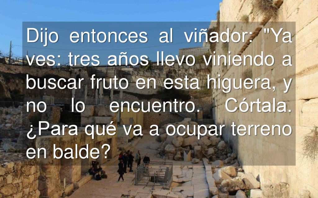 Dijo entonces al viñador: Ya ves: tres años llevo viniendo a buscar fruto en esta higuera, y no lo encuentro.