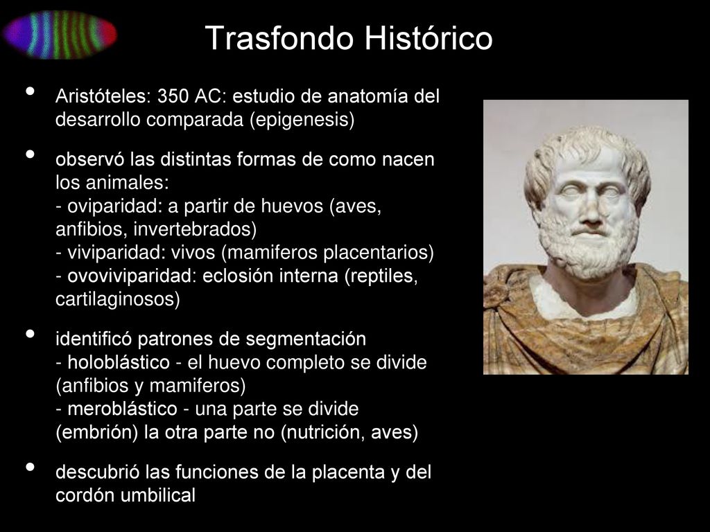 Trasfondo Histórico Aristóteles: 350 AC: estudio de anatomía del desarrollo comparada (epigenesis)