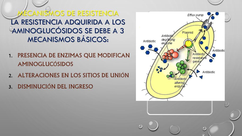 Mecanismos de resistencia La resistencia adquirida a los aminoglucósidos se debe a 3 mecanismos básicos: