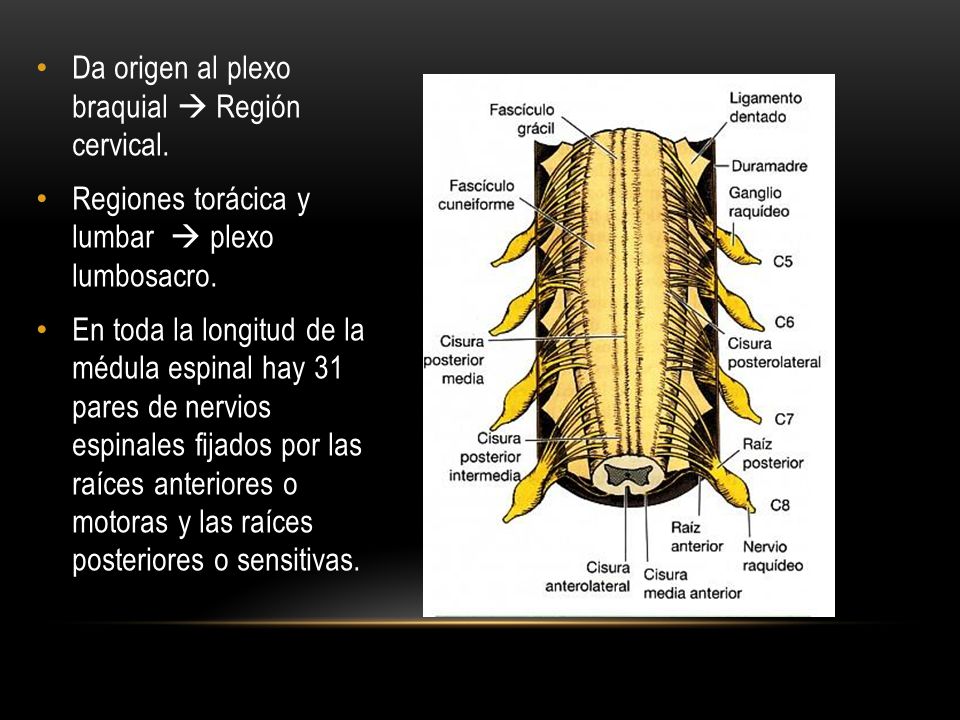 Da origen al plexo braquial  Región cervical.