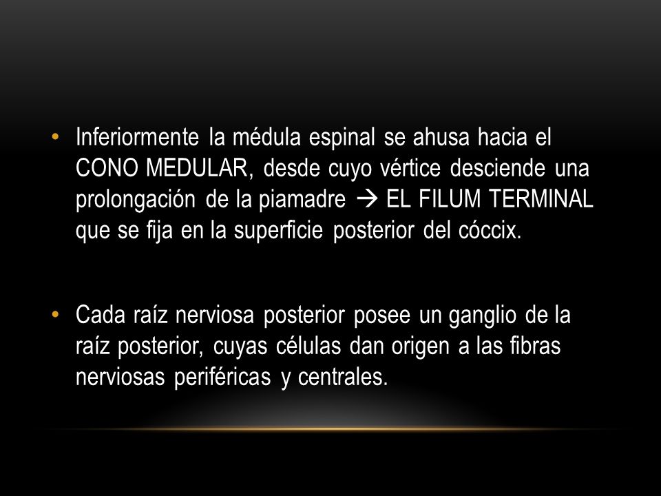 Inferiormente la médula espinal se ahusa hacia el CONO MEDULAR, desde cuyo vértice desciende una prolongación de la piamadre  EL FILUM TERMINAL que se fija en la superficie posterior del cóccix.