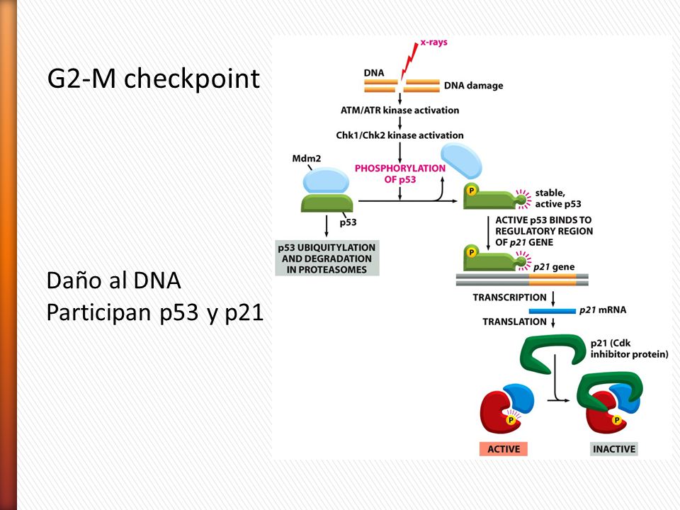 G2-M checkpoint Daño al DNA Participan p53 y p21