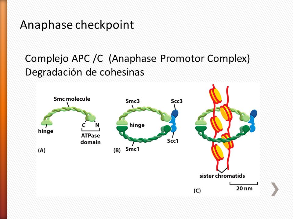 Anaphase checkpoint Complejo APC /C (Anaphase Promotor Complex)